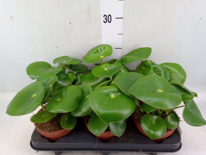 <h4>Peperomia polybotrya 'Raindrop'</h4>