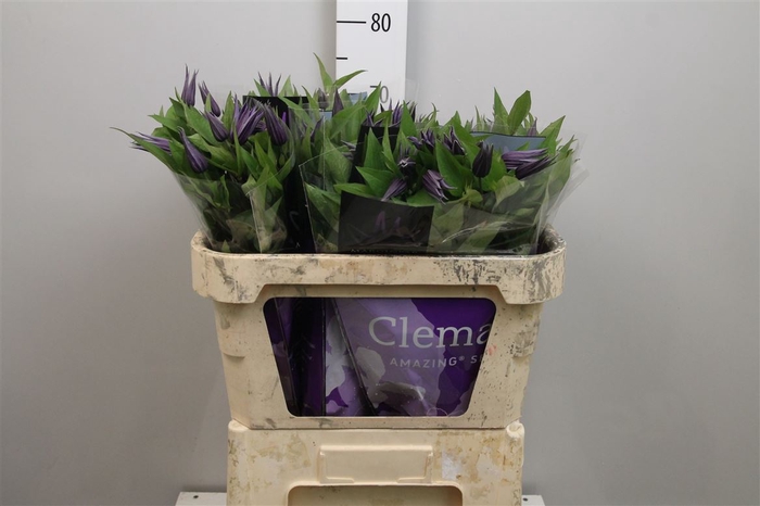 <h4>Clem Amazing Oslo</h4>