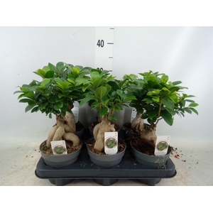 Ficus microcarpa 'Ginseng'