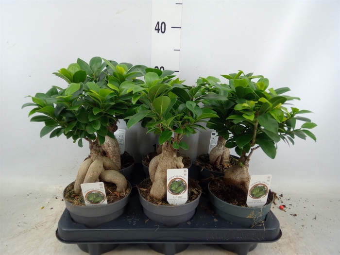 <h4>Ficus microcarpa 'Ginseng'</h4>