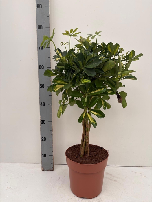 SCHEF AR GOLD CAPELL