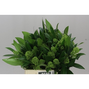 Skimmia C Kew Green