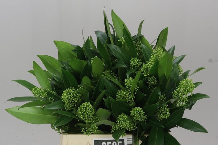 <h4>Skimmia C Kew Green</h4>