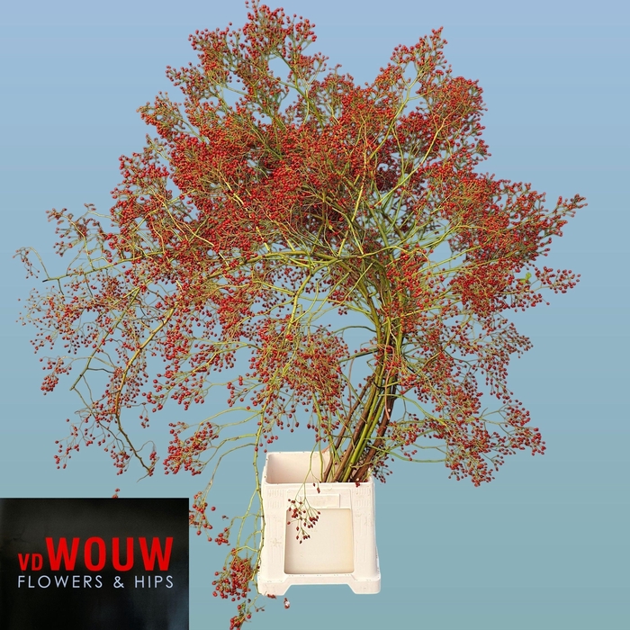 <h4>ROSA F AUTUMN JOY</h4>