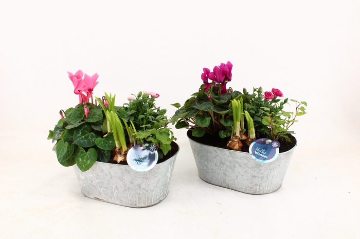 <h4>Arrangementen Snow in rechthoekige zinkepot Job</h4>