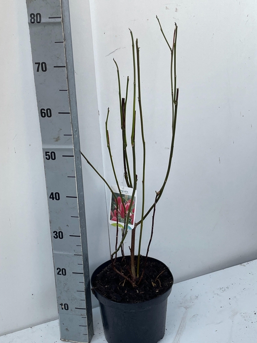 <h4>MAGN LIL NIGRA</h4>