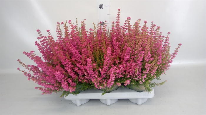 <h4>Erica gracilis 'Bea Queen Margaret'</h4>