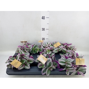 Tradescantia cerinth. 'Nanouk'