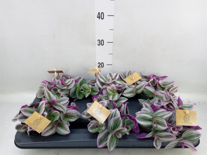 <h4>Tradescantia cerinth. 'Nanouk'</h4>
