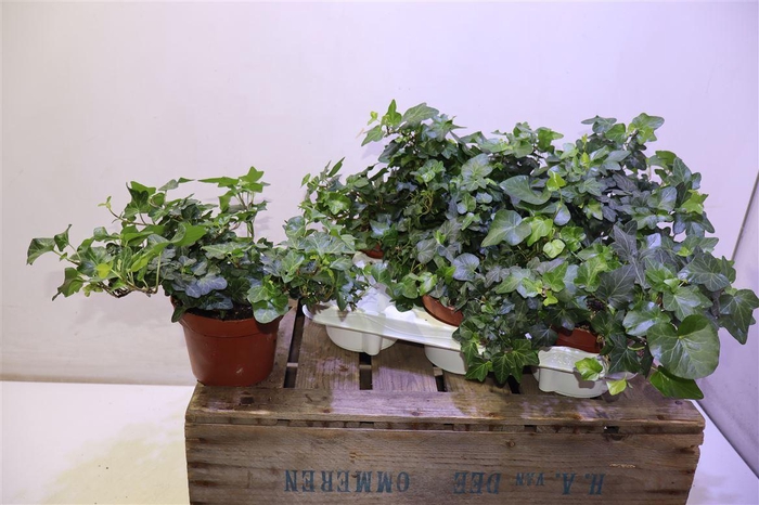 <h4>arr8 Hed He Wonder</h4>