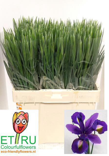 <h4>IRIS BLUE MAGIC</h4>