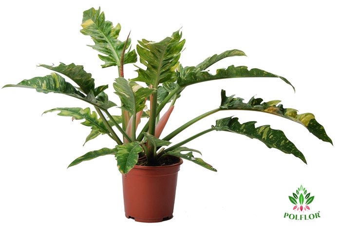 Philodendron Ring of Fire 19Ø 60cm