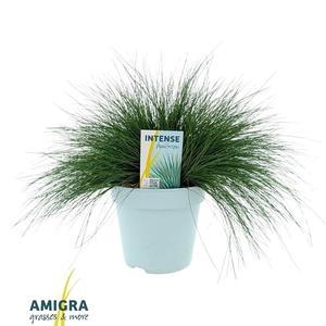 Festuca Pic Carlit