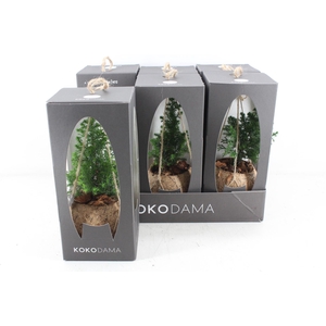 arr3 Kokoplant - Gift box Picea hangbol