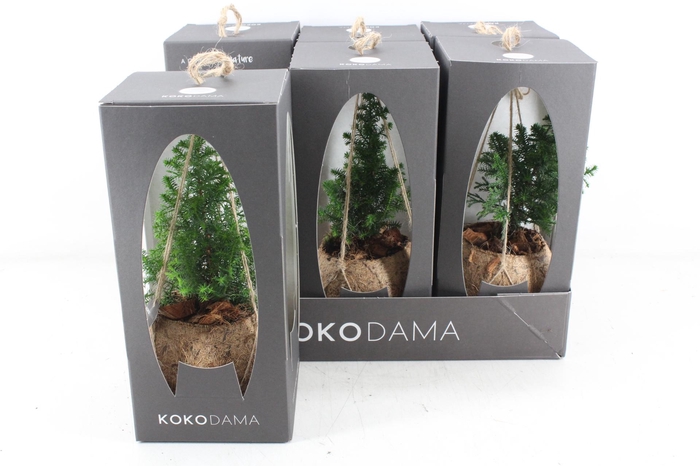 <h4>arr3 Kokoplant - Gift box Picea hangbol</h4>