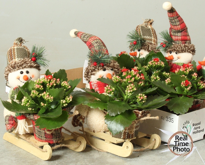 <h4>ARR KAMERPL</h4>