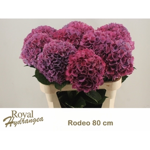 HYDR M CH RODEO RD
