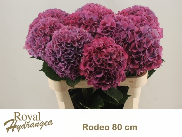 <h4>HYDR M CH RODEO RD</h4>