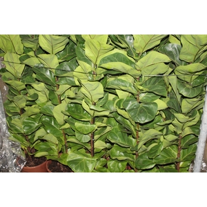 FICUS LYRATA BAMBINO P24 COMPACTO