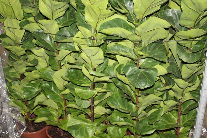 <h4>FICUS LYRATA BAMBINO P24 COMPACTO</h4>