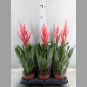 Tillandsia  'Ziva'