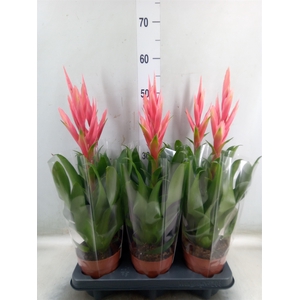 Tillandsia  'Ziva'