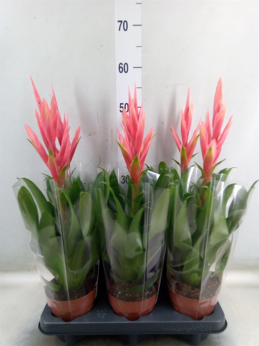 <h4>Tillandsia  'Ziva'</h4>