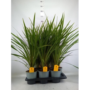 Cordyline indivisa 'Peko'