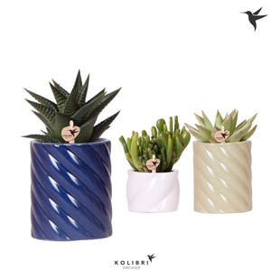 Kolibri Greens Succulenten mix in Candy pot blue mix