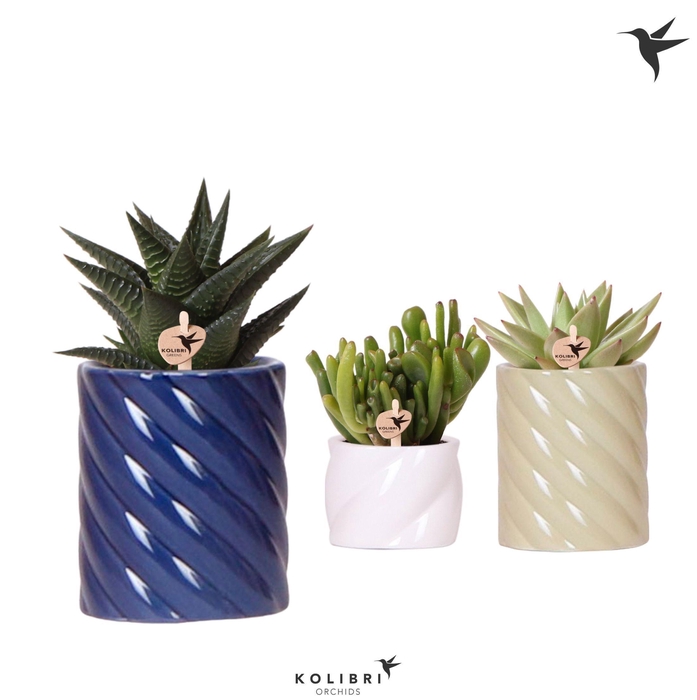 <h4>Kolibri Greens Succulenten mix in Candy pot blue mix</h4>