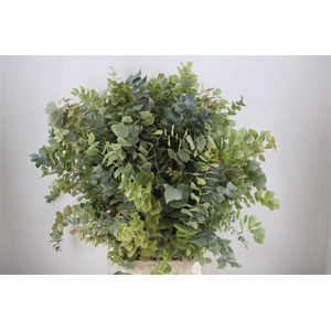 Euca Stuartiana Autumn P Bunch