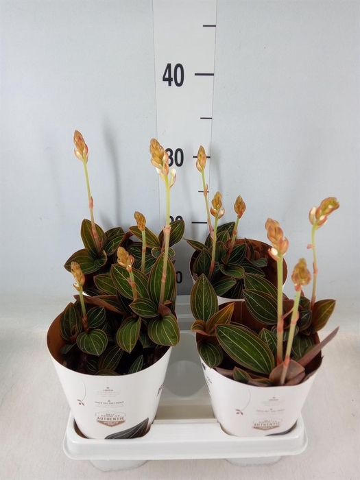 <h4>Ludisia discolor</h4>