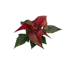 Euphorbia Red met glitters goud