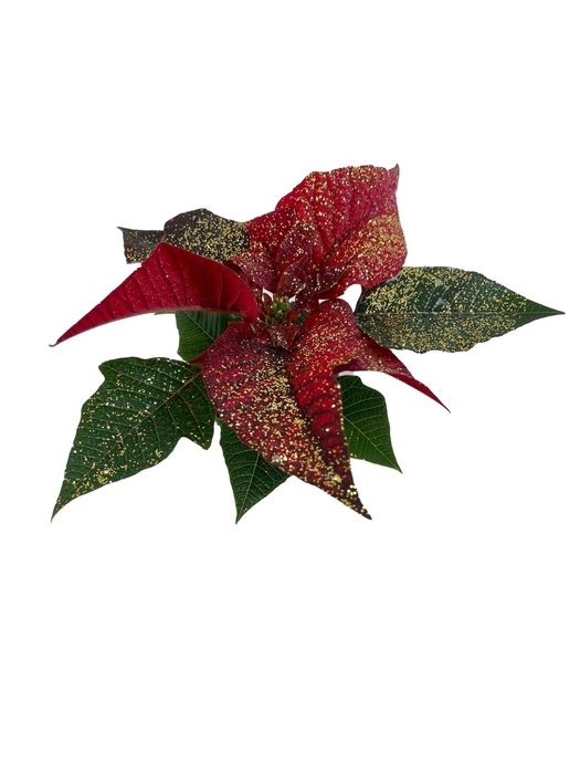<h4>Euphorbia Red met glitters goud</h4>