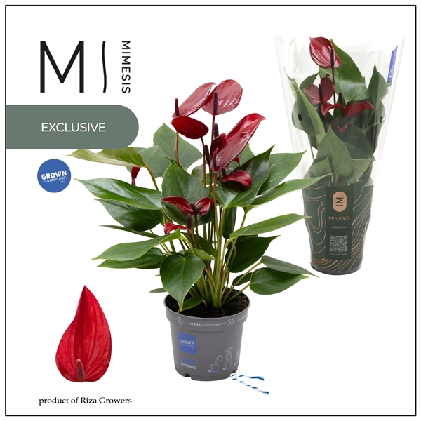 <h4>Mimesis Anthurium KARMA Lava - 9cm</h4>