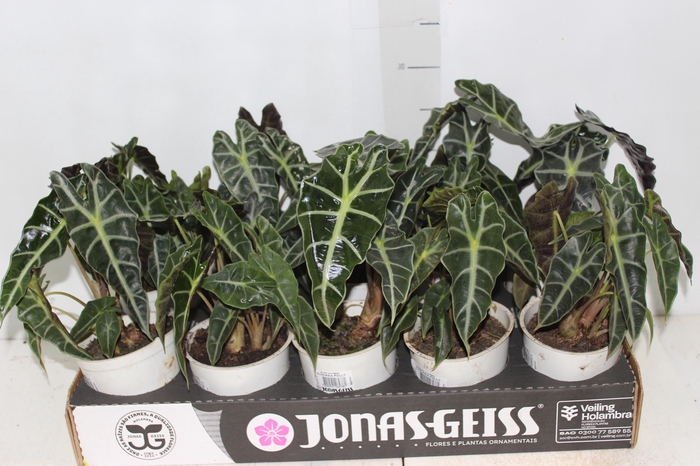 <h4>ALOCASIA POLLY P12</h4>