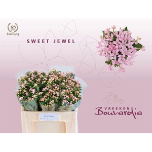 Bouv En Sweet Jewel