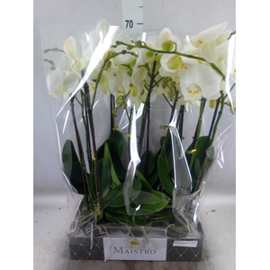 Phalaenopsis   ...white