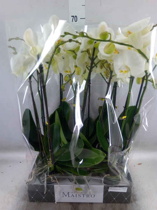 <h4>Phalaenopsis   ...white</h4>