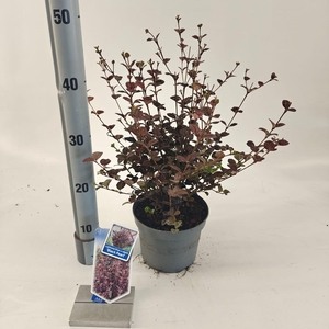 Heesters Lophomyrtus ralphii Black