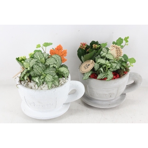 arr2 PL - Kop en schotel - rood/wit