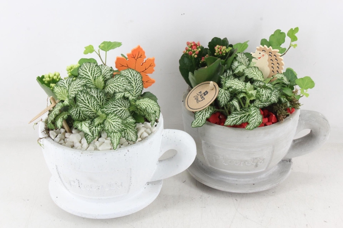 <h4>arr2 PL - Kop en schotel - rood/wit</h4>