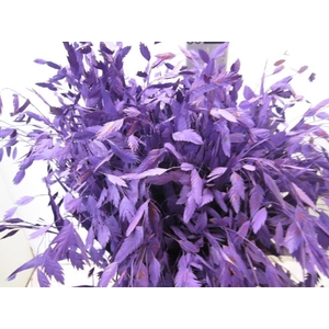 Chasmanthium Paars