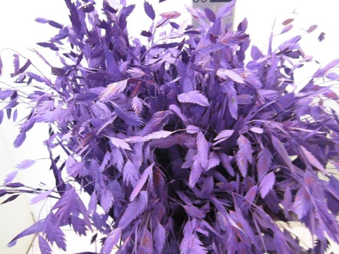 <h4>Chasmanthium Paars</h4>