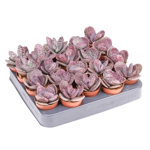 Kalanchoe NF   ...