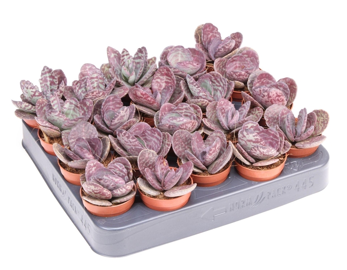 <h4>Kalanchoe NF   ...</h4>