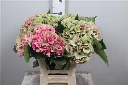 <h4>Hydr Cl M Royal Love</h4>