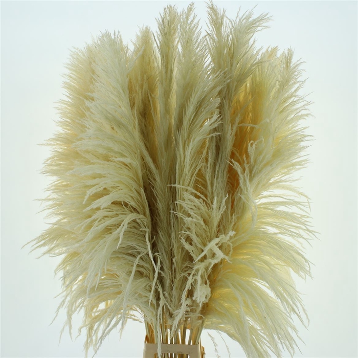 <h4>Corta Dried X X L Bleached White</h4>