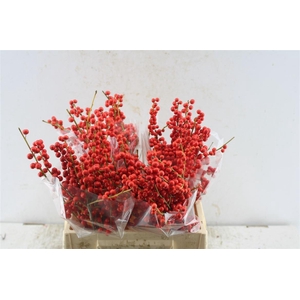 Ilex Verticillata Red