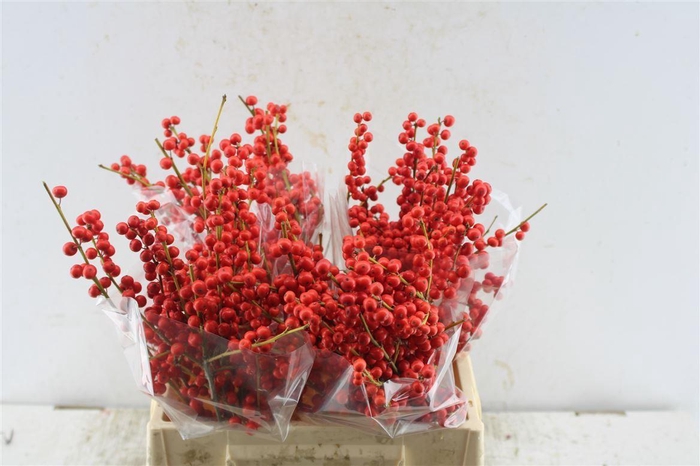 <h4>Ilex Verticillata Red</h4>